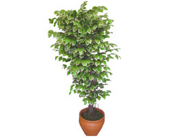 Ficus zel Starlight 1,75 cm   Bursadaki iekiler bursaya iek yolla 