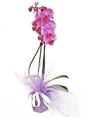  ieki Bursa sitesi nilfer iek siparii vermek  Kaliteli ithal saksida orkide