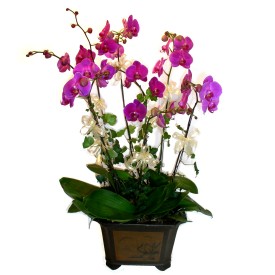  Bursadaki iekiler bursaya iek yolla  4 adet orkide iegi
