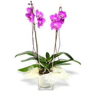  Bursa ieki inegl kaliteli taze ve ucuz iekler  Cam yada mika vazo ierisinde  1 kk orkide