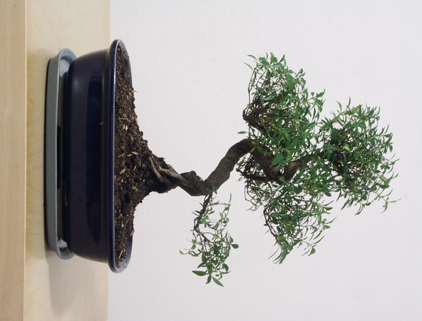 ithal bonsai saksi iegi  Bursa iek karacabey ieki telefonlar 