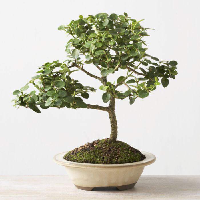 ithal bonsai saksi iegi  Bursa iekiler orhaneli iekiler 