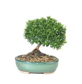 ithal bonsai saksi iegi  Bursa iek ucuz iek gnder 