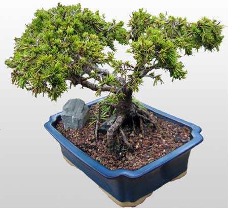 ithal bonsai saksi iegi  Bursa iek siparii 