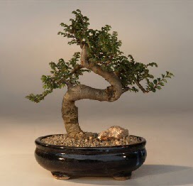 ithal bonsai saksi iegi  ieki Bursa sitesi gemlik gvenli kaliteli hzl iek 