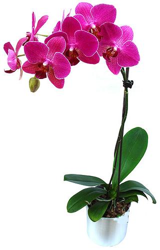  Bursa iek siparii  saksi orkide iegi