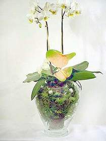  Bursa ieki inegl kaliteli taze ve ucuz iekler  Cam yada mika vazoda zel orkideler