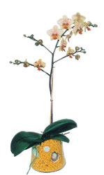  ieki Bursa sitesi orhangazi iek sat  Phalaenopsis Orkide ithal kalite