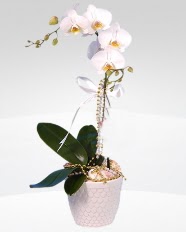 1 dallı orkide saksı çiçeği  Bursa çiçek siparişi inegöl çiçek servisi , çiçekçi adresleri 