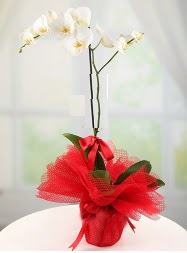1 dal beyaz orkide saks iei  Bursa ieki karacabey 14 ubat sevgililer gn iek 
