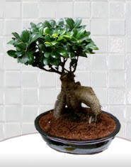 saks iei japon aac bonsai  Bursa iek yeniehir ieki maazas 