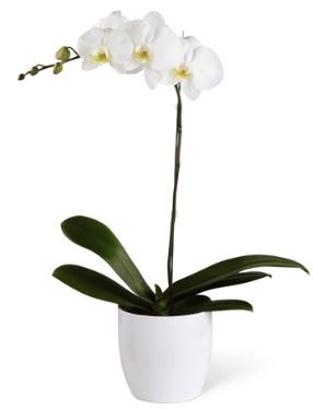 1 dall beyaz orkide  ieki Bursa sitesi gemlik gvenli kaliteli hzl iek 