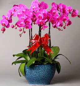 7 dall mor orkide  Bursa iekiler orhaneli iekiler 