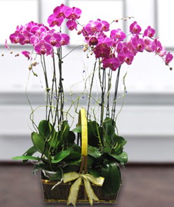 4 dall mor orkide  Bursa iek kestel uluslararas iek gnderme 