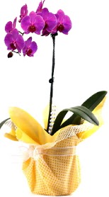  Online Bursa ieki  Tek dal mor orkide saks iei