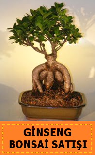 Ginseng bonsai sat japon aac  Bursadaki iekiler bursaya iek yolla 