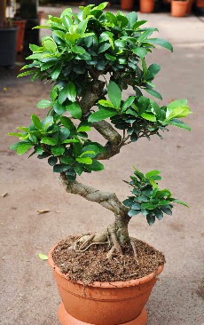Orta boy bonsai saks bitkisi  Bursadaki ieki bursaya iek 