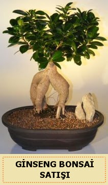 thal Ginseng bonsai sat japon aac  Online Bursa ieki 