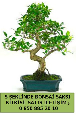 thal S eklinde dal erilii bonsai sat  Bursa iek iznik iek online iek siparii 