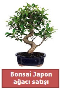 Japon aac bonsai sat  Online Bursa ieki 