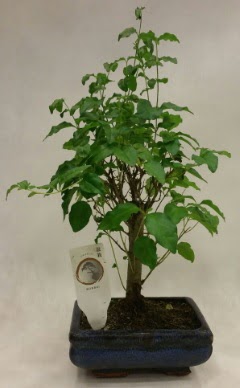 Minyatr bonsai japon aac sat  ieki Bursa sitesi inegl iek maazas , ieki adresleri 