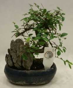 thal 1.ci kalite bonsai japon aac  Bursa ieki inegl kaliteli taze ve ucuz iekler 
