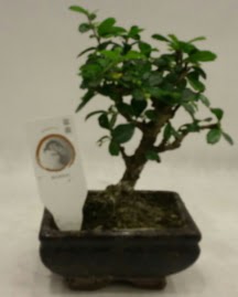 Kk minyatr bonsai japon aac  Bursa iek iznik iek online iek siparii 
