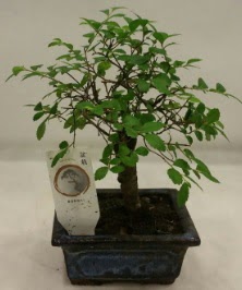 Minyatr ithal japon aac bonsai bitkisi  Bursa ieki inegl kaliteli taze ve ucuz iekler 