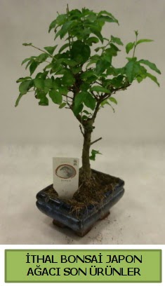 thal bonsai japon aac bitkisi  Bursadaki iek cicek , cicekci 