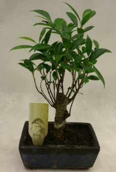 Japon aac bonsai bitkisi sat  ieki Bursa sitesi inegl iek maazas , ieki adresleri 
