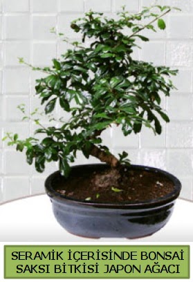 Seramik vazoda bonsai japon aac bitkisi  Online Bursa ieki 