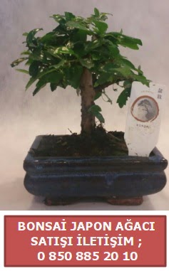Japon aac minyar bonsai sat  Bursa ieki inegl kaliteli taze ve ucuz iekler 