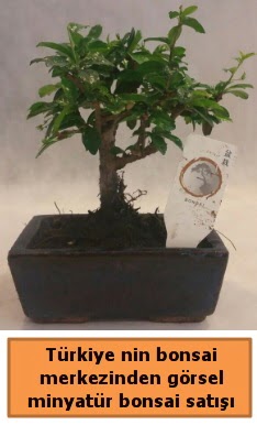 Japon aac bonsai sat ithal grsel  Bursa iek sat iznik hediye sevgilime hediye iek 