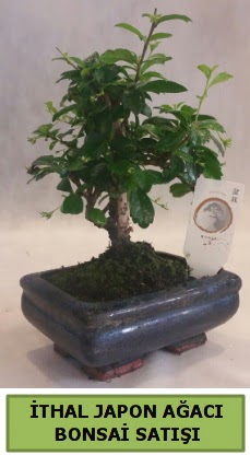 thal japon aac bonsai bitkisi sat  ieki Bursa sitesi inegl iek maazas , ieki adresleri 