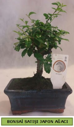 Minyatr bonsai aac sat  Bursa iek iznik iek online iek siparii 