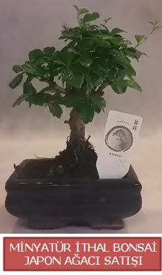 Kk grsel bonsai japon aac bitkisi  Bursa iek byk orhan yurtii ve yurtd iek siparii 