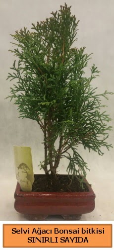 Selvi aac bonsai japon aac bitkisi  Bursa ieki inegl kaliteli taze ve ucuz iekler 