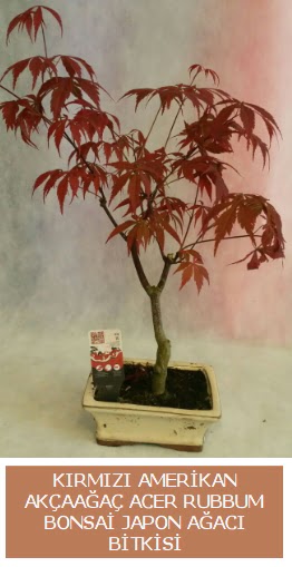 Amerikan akaaa Acer Rubrum bonsai  Bursadaki ieki nilfer hediye iek yolla 