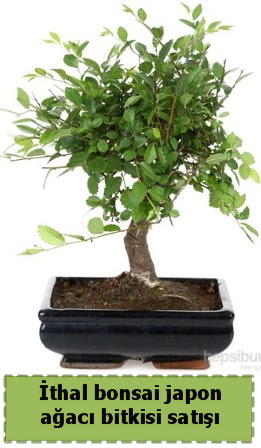thal bonsai saks iei Japon aac sat  Bursa iekiler nilfer cicekciler , cicek siparisi 