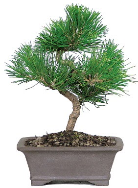 am aac bonsai japon aac bitkisi  Bursa iek iznik iek online iek siparii 