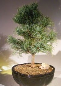 am aac bonsai bitkisi sat  Bursa iek yolla osmangazi online ieki , iek siparii 