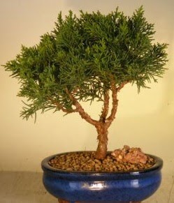 Servi am bonsai japon aac bitkisi  Bursa iek sat iznik hediye sevgilime hediye iek 