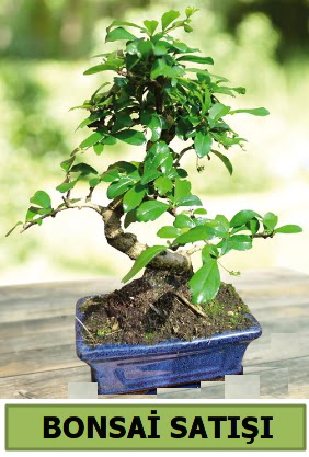 am bonsai japon aac sat  Bursa ieki inegl kaliteli taze ve ucuz iekler 
