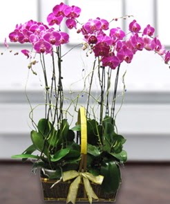 7 dall mor lila orkide  ieki Bursa sitesi nilfer anneler gn iek yolla 