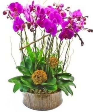Ahap ktkte lila mor orkide 8 li  Bursa iek siparii 