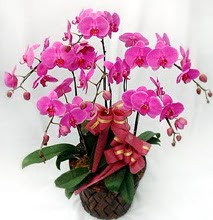 Sepet ierisinde 5 dall lila orkide  Bursa iek yolla osmangazi online ieki , iek siparii 