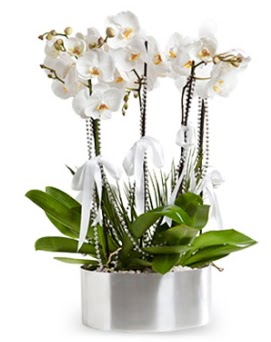 Be dall metal saksda beyaz orkide  Bursa iek sat iznik hediye sevgilime hediye iek 