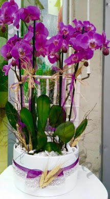 Seramik vazoda 4 dall mor lila orkide  ieki Bursa sitesi orhangazi iek sat 