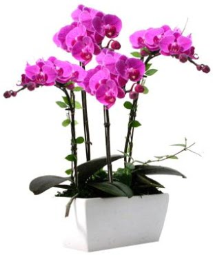 Seramik vazo ierisinde 4 dall mor orkide  Bursa ieki inegl kaliteli taze ve ucuz iekler 