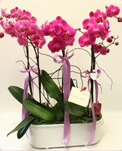 Beyaz seramik ierisinde 4 dall orkide  Bursa iek yolla osmangazi online ieki , iek siparii 